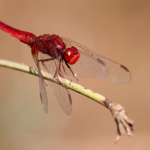Libellula