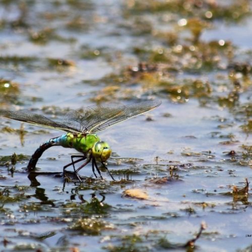 Libellula in deposizione