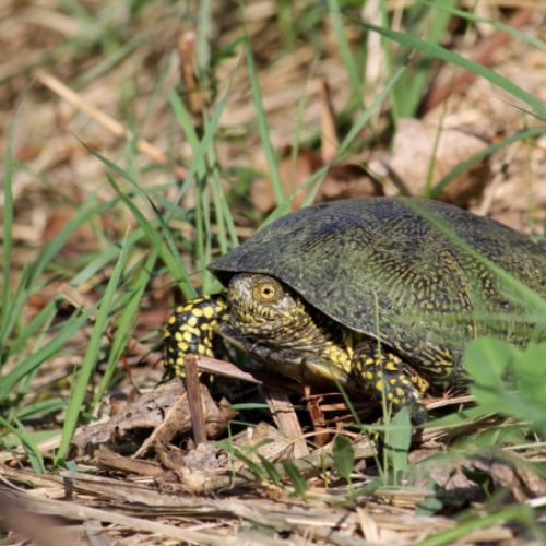 Testuggine palustre siciliana