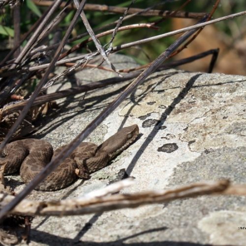 Vipera aspide