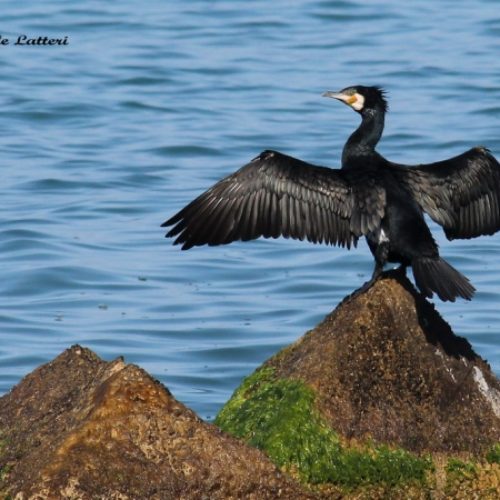 Cormorano