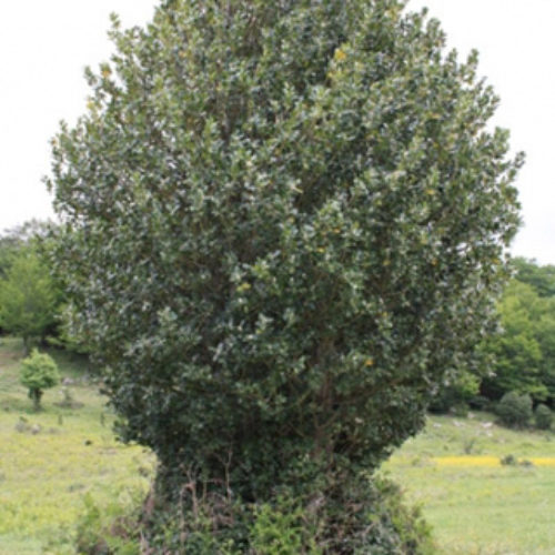 agrifoglio