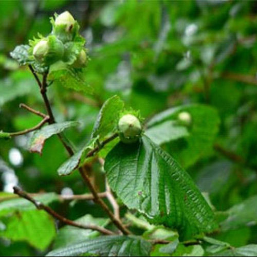 nocciolo