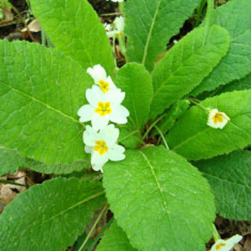primula comune