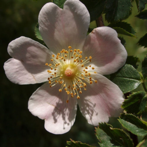 rosa canina